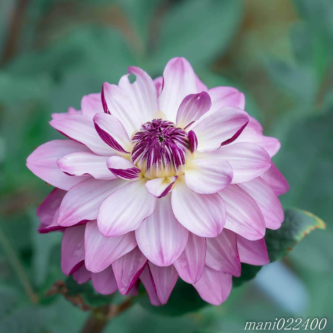 mani022400のインスタグラム：「. 11 Aug. 2020 . . こんばんはー🌸🌺🌹✨ . . location:Tokyo camera:a7r3 lens:Sony135GM . . .  🌺🌺🌺🌷🌷🌷🌹🌹🌹🌸🌸🌸 ご訪問ありがとうございます🙇 . お花以外の写真は サブアカウントにポストしています。 良かったら、覗いてください🙇🙇 ⬇️⬇️⬇️ @mani0224000   . 🌺🌺🌺🌷🌷🌷🌹🌹🌹🌸🌸🌸 . . . . . 🔷🔷🔷🔷🔷🔷🔷🔷🔷 thanks_dear_yui  discoverwithalpha ﻿ japan_ilc﻿  a7rm3 ﻿ sel135f18gm  sel55f18z  #カメラ好きな人と繋がりたい  #flower  #花 #flowers   #写真好きな人と繋がりたい love_bestjapan  serahana #ファインダー越しの私の世界    #花のある暮らし  #bns_lite #eclecticshow #explore_floral . #9vaga9  9Vaga_Rose9  9vaga_3flowers9  #floristsandflowers #ip_for_blossoms_vip  #fabulous_shots ig_flowers #ponyfony_flowers #meiko_flora_member meiko_roses  #myheartinshots #la_flowers #rainbow_petals #top_favourite_flowers  #quintaflower #inspiring_shot #phx_flowers dreaming_in_macro #j_flower_shots flower_special_legend　nature_special_legend  #ind_flowers #tv_flowers　　 #best_mmf_vipday  #best_beauty_flora_  9vaga_flowersart9 #ptk_flowers #fleur_noblesse_m  .」