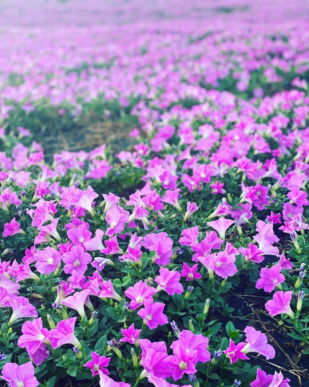 松岡李那さんのインスタグラム写真 - (松岡李那Instagram)「🌸💖🌸💖🌸💖🌸💖🌸💖🌸💖🌸💖🌸💖🌸💖🐶🐶 • #floweroflife  #pink  #summer  #foryou」8月11日 19時54分 - linahxoxo