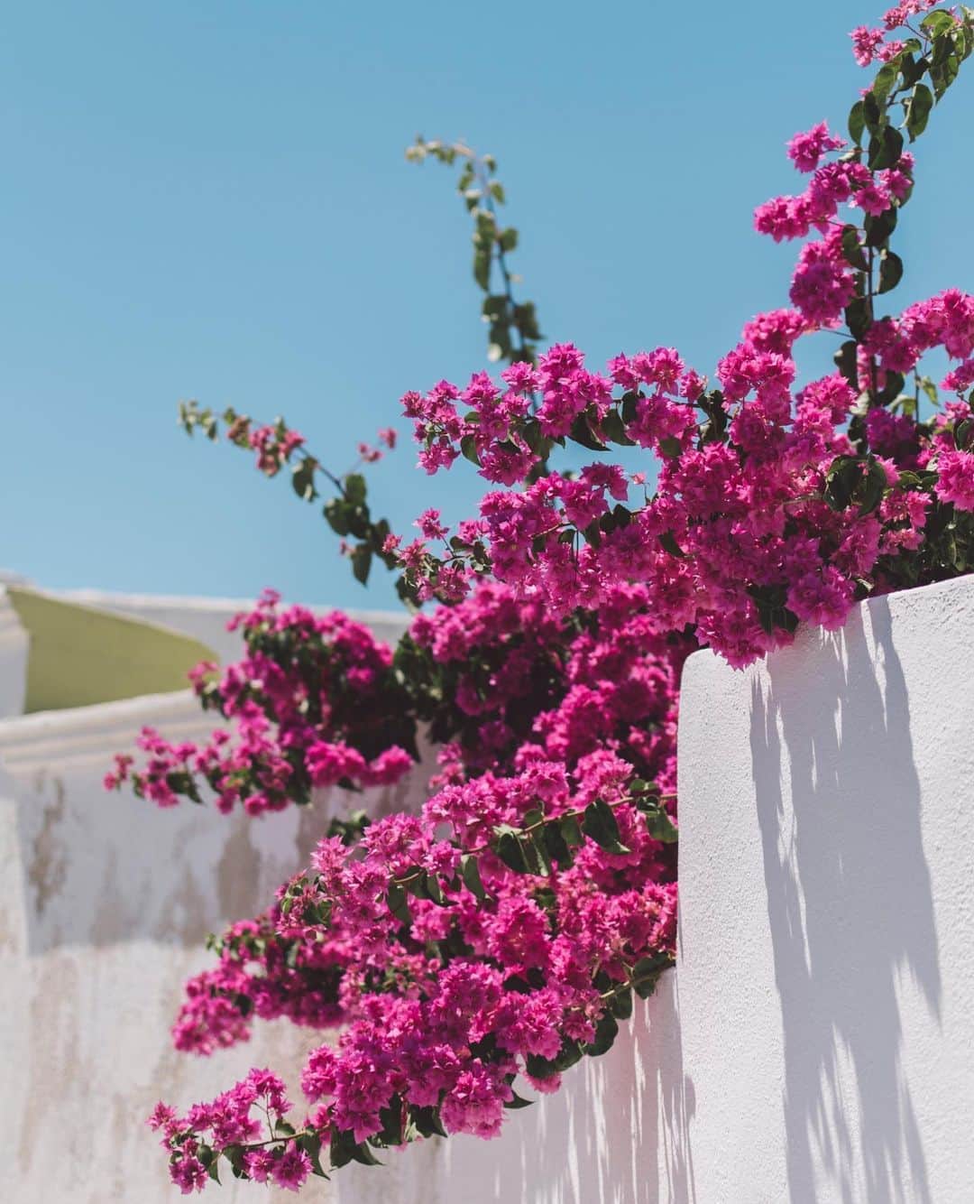 バネッサ・ブリューノさんのインスタグラム写真 - (バネッサ・ブリューノInstagram)「Fleurs d'été.⁠⠀ ⁠⠀ Summer flowers.⁠⠀ ⁠⠀ #vanessabruno #inspiration #flowers #dreamspot⁠」8月11日 19時56分 - vanessabruno
