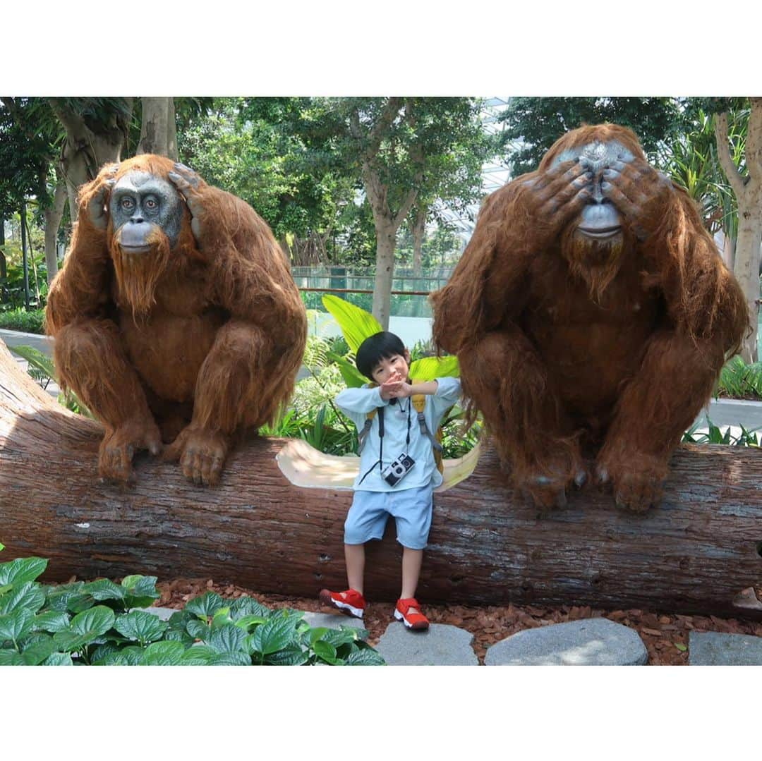 鈴川絢子さんのインスタグラム写真 - (鈴川絢子Instagram)「これは去年、ひたちのリクエストでお誕生日祝いに行ったシンガポール旅行🇸🇬✈️﻿ ﻿ チャンギ国際空港と繋がっている商業施設「JEWEL」が楽しすぎて、この少し後にJGC修行のOKA-SINルートで単身シンガポールに行ったときも一日中JEWELに入り浸ってました😂  シンガポール動物園もまた行きたいな🐘🦒✨  #Singapore #jewel」8月11日 20時16分 - suzukawaayako