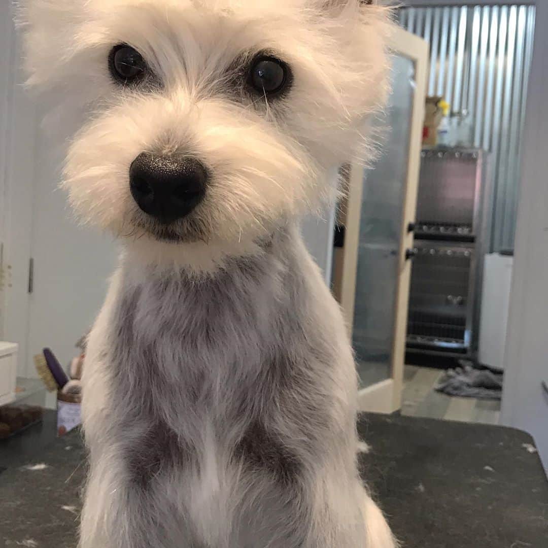 Dogs by Ginaさんのインスタグラム写真 - (Dogs by GinaInstagram)「Check out these clips of the whole grooming process on a (pet) Westie #westhighlandterrier #westhighlandwhiteterrier #westie」8月12日 7時05分 - napanatural.dogco