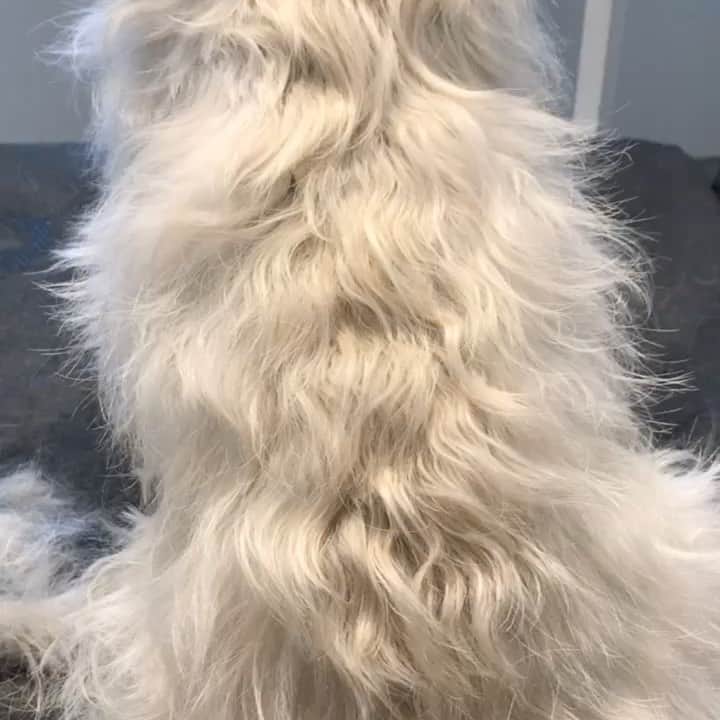 Dogs by Ginaのインスタグラム：「Check out these clips of the whole grooming process on a (pet) Westie #westhighlandterrier #westhighlandwhiteterrier #westie」