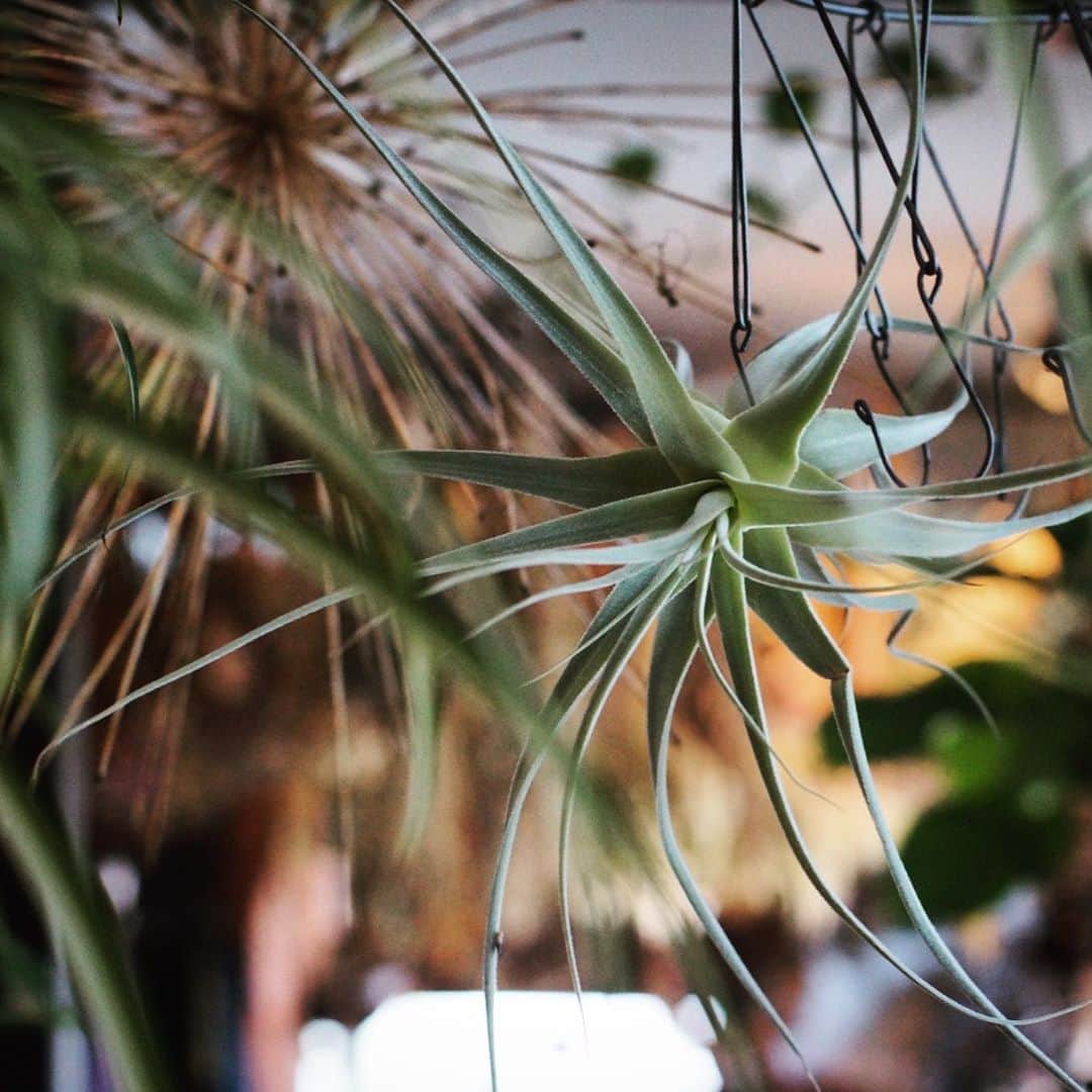 MILLE ECLAT.のグルメインスタ