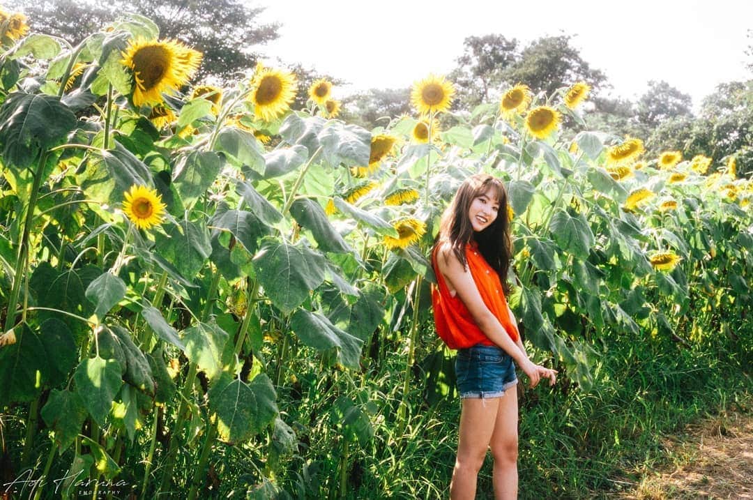 遥南碧さんのインスタグラム写真 - (遥南碧Instagram)「今年から植えられたおニューのひまわり畑🌻  人も少なくて穴場感ありありでした🥰  model 💃 / @yuna.yoshida10 photo 📸 / @harunaoi_photo hair make💄 / @yoship1013  #権現堂公園 昼間から行くとひまわりが太陽に背を向け 逆光になるので、きれいな青空と ひまわりの黄色を出したい方は 午前中行く方がおすすめです！  1枚目はLumimar4で青空にしました。 この合成が1分もあれば出来るから めっちゃお手軽です（笑） * * * #何気ない日常の物語 をモチーフに 東京拠点で #被写体募集 しているので #邦画の彼女感 に 興味がある方はお気軽に ご連絡ください。  モデルのファッション撮影や アイドルのグラビアなど 一緒に作品撮り出来る ヘアメイク 、スタイリストも募集中✨  案件やコラボのお誘いは お気軽にコメント、DMください！ * * * #なんでもないただの道が好き #フィルム好きな人と繋がりたい #デジタルでフィルムを再現したい #ひまわり畑 #幸せな瞬間をもっと世界に #좋아요반사 #関西写真部SHARE #人像攝影 #いいね返します  #インスタスポット #埼玉観光 #ファインダー越しの私の世界 #japan_daytime_view  #into_the_screen #indies_gram #as_archive  #indy_photolife #photogram_archive  #jp_portrait部 #photocinematica #vogue_memories #ifyouleave #instagood #worldviewmag #dreamermagazine #cinematicmodeon」8月12日 7時10分 - harunaoi_photo