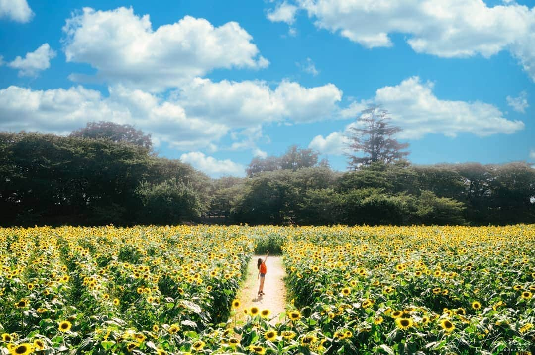 遥南碧さんのインスタグラム写真 - (遥南碧Instagram)「今年から植えられたおニューのひまわり畑🌻  人も少なくて穴場感ありありでした🥰  model 💃 / @yuna.yoshida10 photo 📸 / @harunaoi_photo hair make💄 / @yoship1013  #権現堂公園 昼間から行くとひまわりが太陽に背を向け 逆光になるので、きれいな青空と ひまわりの黄色を出したい方は 午前中行く方がおすすめです！  1枚目はLumimar4で青空にしました。 この合成が1分もあれば出来るから めっちゃお手軽です（笑） * * * #何気ない日常の物語 をモチーフに 東京拠点で #被写体募集 しているので #邦画の彼女感 に 興味がある方はお気軽に ご連絡ください。  モデルのファッション撮影や アイドルのグラビアなど 一緒に作品撮り出来る ヘアメイク 、スタイリストも募集中✨  案件やコラボのお誘いは お気軽にコメント、DMください！ * * * #なんでもないただの道が好き #フィルム好きな人と繋がりたい #デジタルでフィルムを再現したい #ひまわり畑 #幸せな瞬間をもっと世界に #좋아요반사 #関西写真部SHARE #人像攝影 #いいね返します  #インスタスポット #埼玉観光 #ファインダー越しの私の世界 #japan_daytime_view  #into_the_screen #indies_gram #as_archive  #indy_photolife #photogram_archive  #jp_portrait部 #photocinematica #vogue_memories #ifyouleave #instagood #worldviewmag #dreamermagazine #cinematicmodeon」8月12日 7時10分 - harunaoi_photo