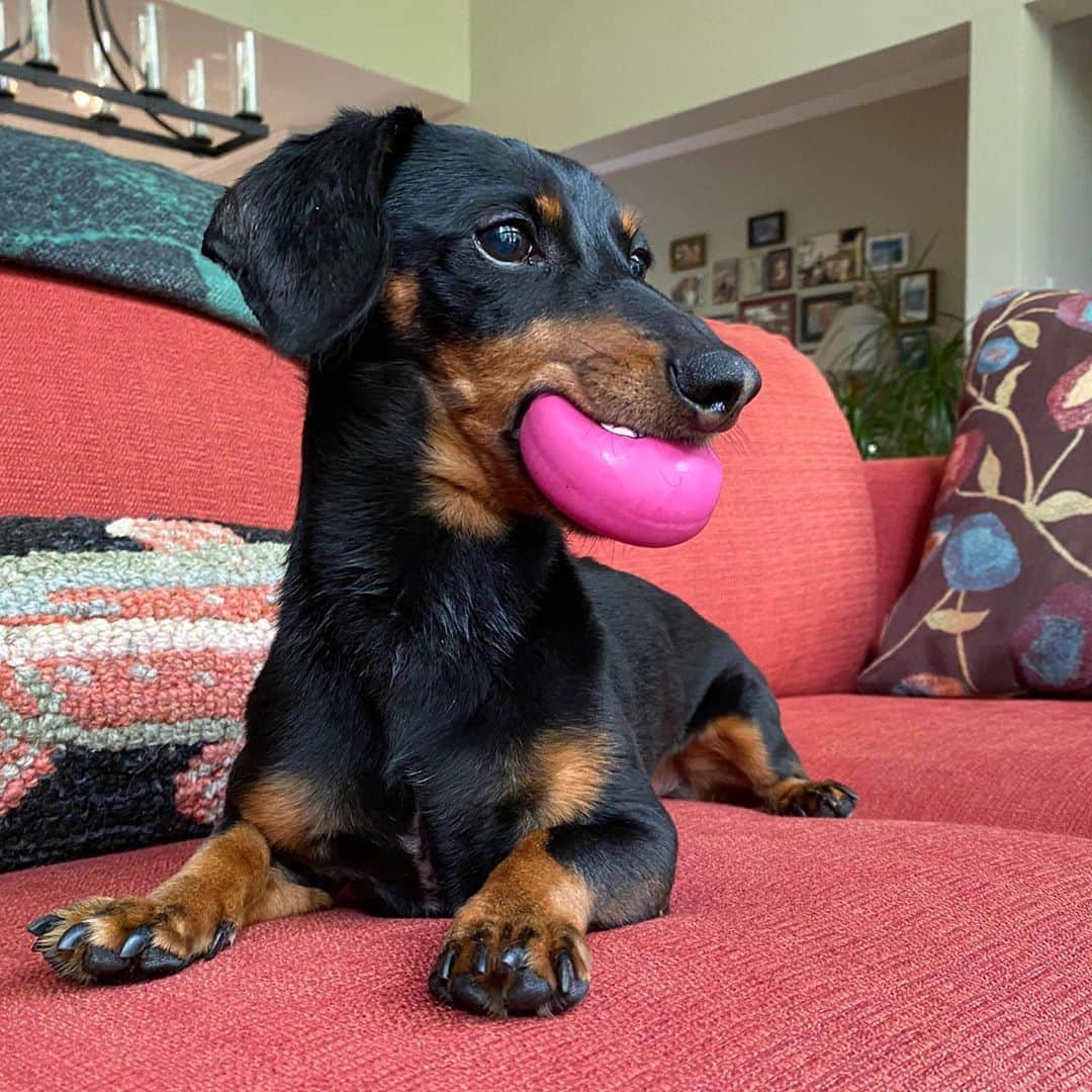 Crusoe the Celebrity Dachshundのインスタグラム：「“UPDATE: got my latest blood work done today with last test being just over two weeks ago. Enzymes have continued to dip down but this time only slightly (compared to last couple tests that had sharper drops).. So, we’re happy it’s still in right direction, and maybe just needs more time, but hoping it gets back to normal soon!” ~ Crusoe」