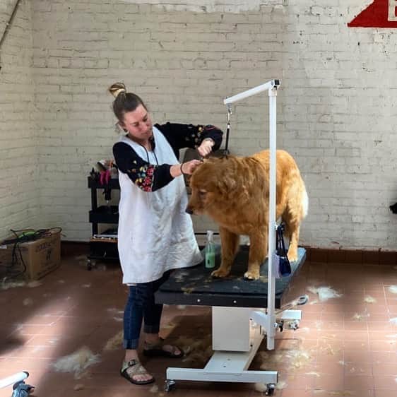 Dogs by Ginaのインスタグラム：「Raking out the undercoat of a Golden Retriever. ☀️」