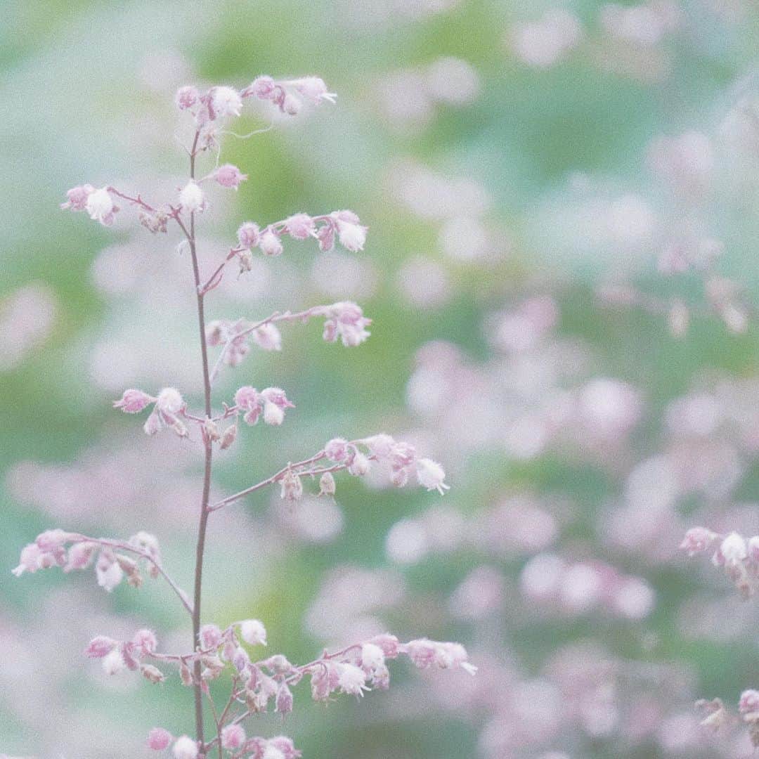 naorinmoonさんのインスタグラム写真 - (naorinmoonInstagram)「﻿ ﻿ ﻿ ﻿ ﻿ ﻿ ﻿ ﻿ ﻿ ﻿ ﻿ #ig_hokkaido #instagramjapan #indies_gram #ifyouleave #as_archive #still_life_nature #vscocam #still_life_mood #reco_ig #tv_flowers #nature_brilliance  #ig_eternity #moody_nature #dof_brilliance #heart_imprint #bokeh_bliss #infinity_softly #thehub_macro ﻿」8月12日 6時58分 - naorinmoon