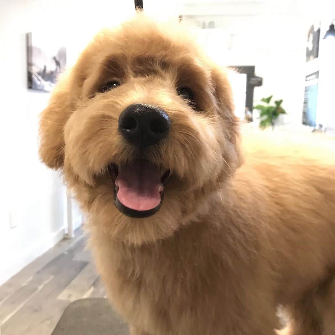 Dogs by Ginaのインスタグラム：「Who else wants to kiss this nose! 🙋🏼‍♀️」