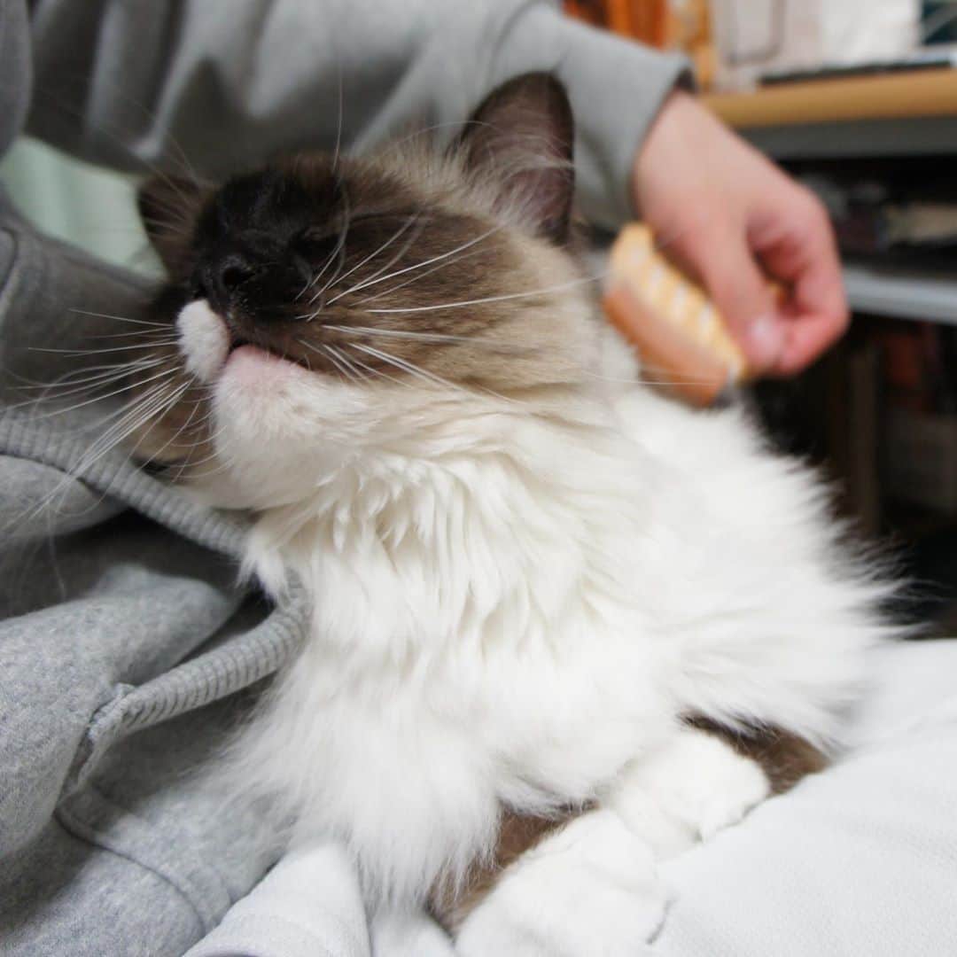 のインスタグラム：「過去写真 ブラッシングでうっとりランちゃんマン😊 #cat #猫 #ragdoll #ラグドール #ホワイトポッチーズ」