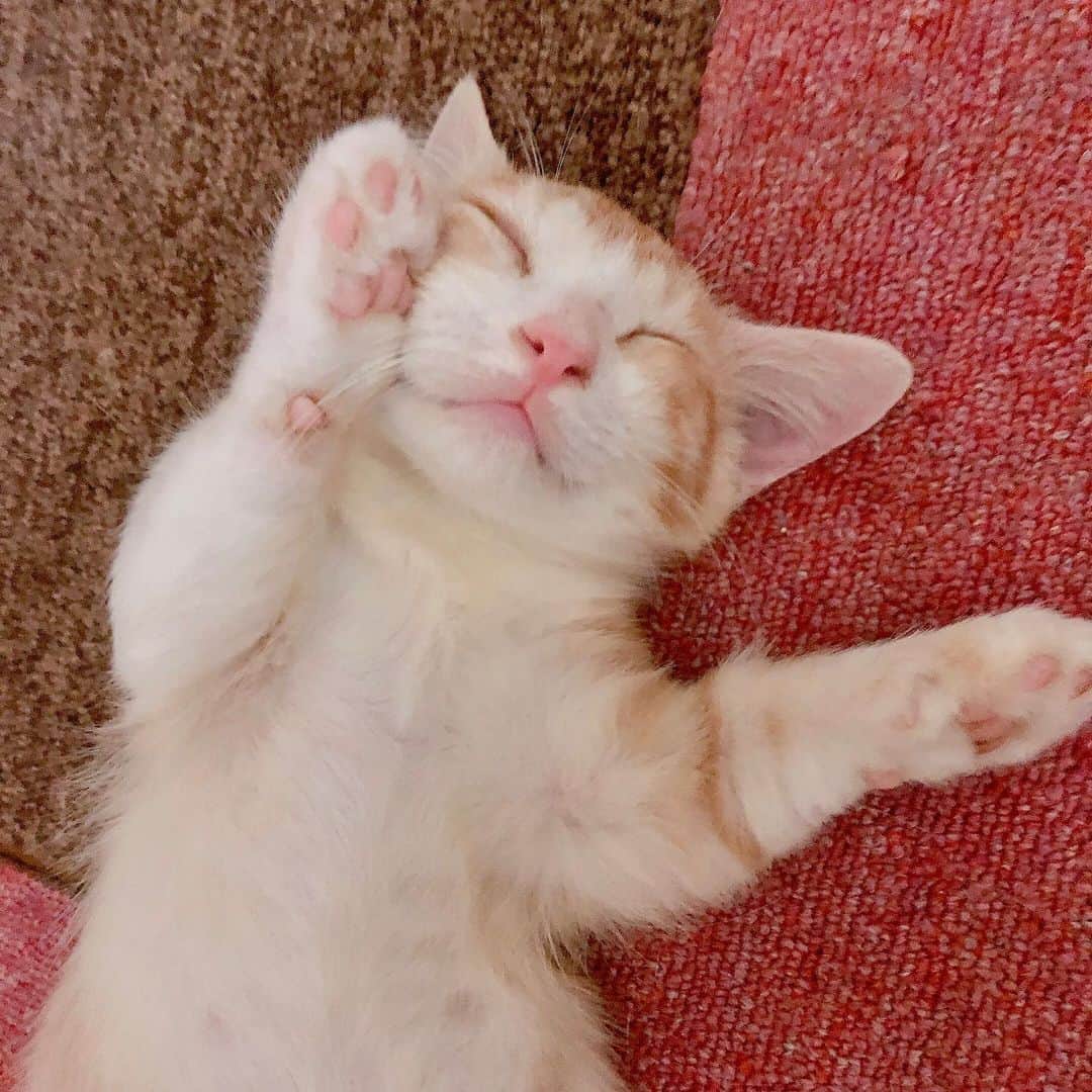 矢方美紀さんのインスタグラム写真 - (矢方美紀Instagram)「にゃんてかわいいにゃん 少し前は瀕死でしたが、 おかんが引き取って看病 #猫のいる暮らし  #猫が世界を救う」8月11日 22時08分 - miki_yakata