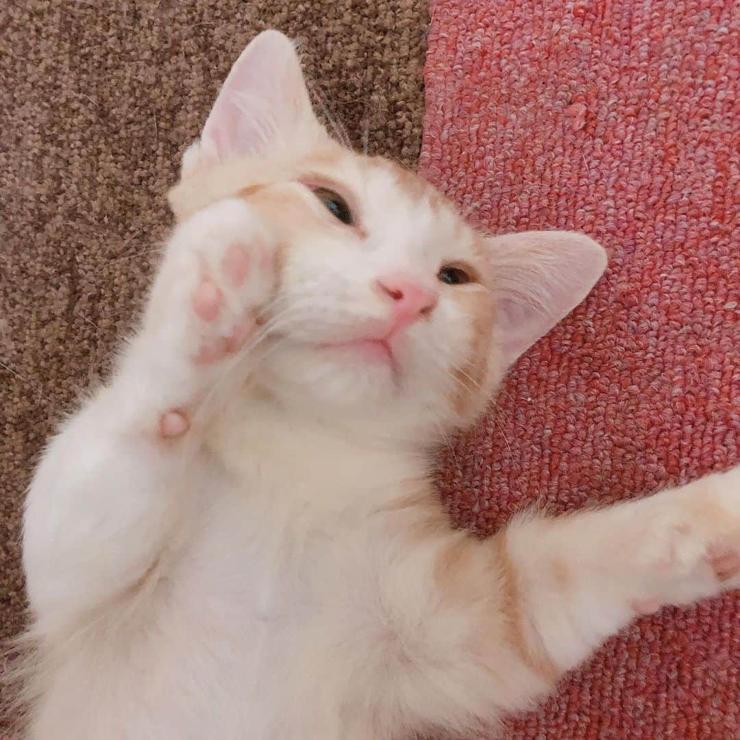 矢方美紀さんのインスタグラム写真 - (矢方美紀Instagram)「にゃんてかわいいにゃん 少し前は瀕死でしたが、 おかんが引き取って看病 #猫のいる暮らし  #猫が世界を救う」8月11日 22時08分 - miki_yakata