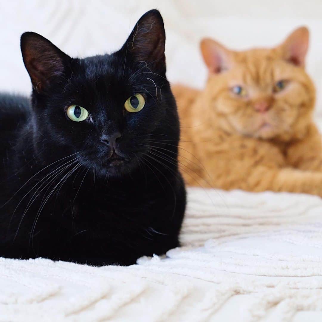 のインスタグラム：「11/08/2020 Happy Tuesday!  Recent photos of 3 brothers. ①⑦⑨⑩ Guinness & Pimms. ②#tongueouttuesday . ③④⑤⑥ 3 brothers and my friend's homemade pound cake.  ⑧Pimms & Nagi. Have a lovely day everyone! ・ ・ 更新出来ていなかった！ 最近の3兄弟の写真をまとめてpost。 ①ベッドルームで寛ぐギネピム。 王子の美しさ。 ②ペロリがシンクロ👅 ③④⑤⑥たかこさん @takakos7242 手作りのパウンドケーキ。美味しいものたくさん送って下さって嬉しい！ ⑦もふもふお手手のピム丸 ⑧長いお手手の王子と短いピム丸 ⑨いつもセットのピム丸と凪ねこ。笑 ⑩仲良ししっぽ♡ ・ ・ 久々に日本で迎える夏が暑過ぎて、 無事に越せるか心配😂 皆さまも熱中症に気をつけてお過ごし下さい！ ・ ・ #ギネピムと凪くん  #1yearold #1歳 #1歳8ヶ月 #20monthsold  #babyboy #男の子ベビー #赤ちゃんのいる生活 #赤ちゃんのいる暮らし #赤ちゃんと猫 #猫と赤ちゃん」