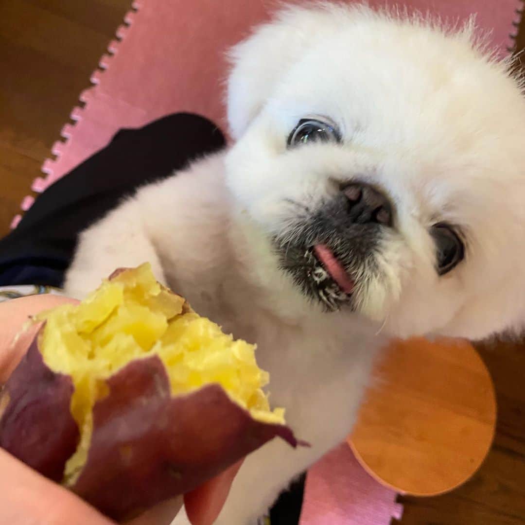 こなつのインスタグラム：「👀🍠💥おいもが好きすぎて目が本気😂💓」