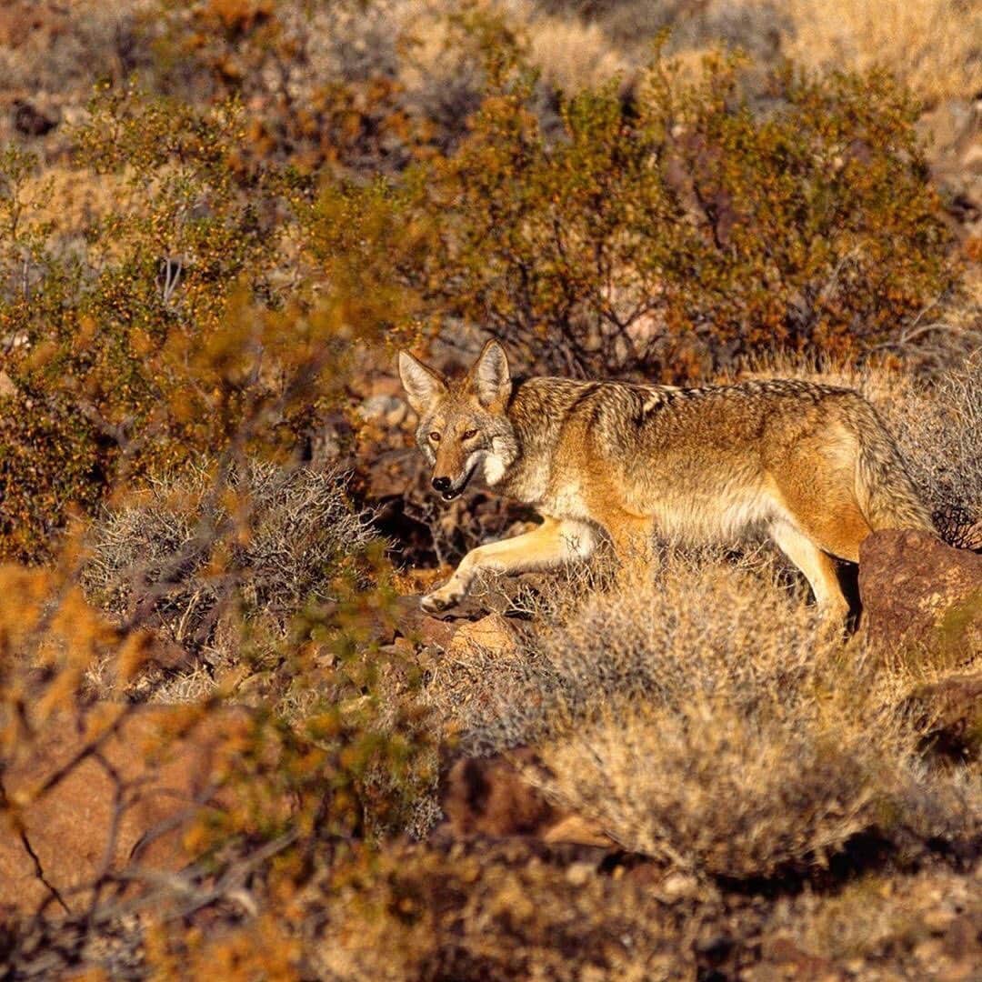 Ricoh Imagingのインスタグラム：「Posted @withregram • @kerrickjames5 Camouflage coyote, Death Valley, California. Pretty effective yes? Shot with Pentax MZ-S and 80-200mm F2.8 FA lens. #ricohusa #ricohimaging #pentaxiansunite」