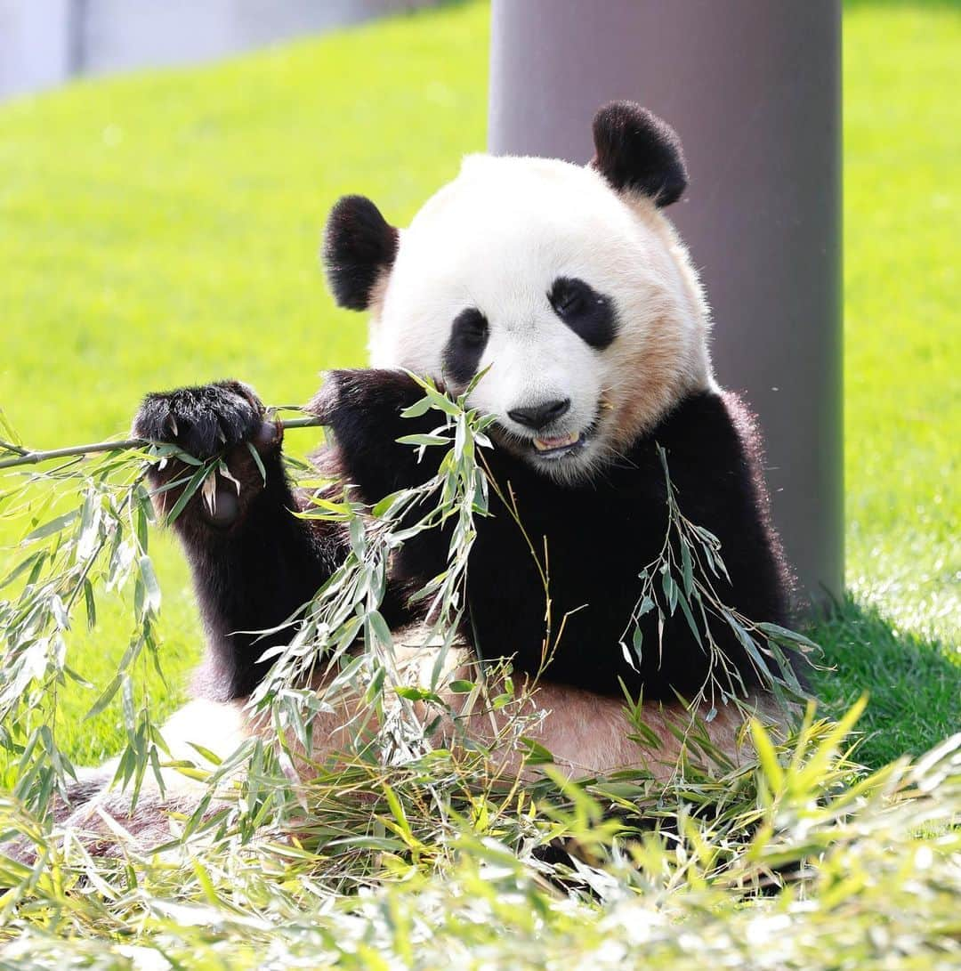 パンダ（白浜）さんのインスタグラム写真 - (パンダ（白浜）Instagram)「after shower, eating more #結浜 2️⃣0️⃣1️⃣9️⃣ #photography  #adventureworld  🐼😊🐼  #ADVENTUREWORLDPANDAS #baby #HELLOLITTLE #pandamental #hellopanda #ハローリトル #ハローパンダ #パンダグラビア #パンダ　and #panda #pandababy 🐼🐼🐼」8月11日 22時56分 - hellopanda_book