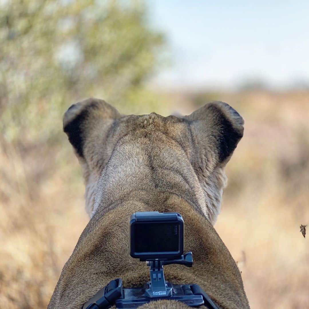 Kevin Richardson LionWhisperer さんのインスタグラム写真 - (Kevin Richardson LionWhisperer Instagram)「When the guys @gopro asked me if I would consider putting a #goprohero3 camera on Meg for its launch all those years ago I thought that it was taking it one step too far. After all, have you ever seen a cat with something around its neck or waist that it doesn’t want on? They completely freak out and that’s what I thought Meg would do. After some discussion and realising how wonderful the footage would look of a lioness walking, running and stalking in slow motion, I decided to give it a bash. To date I don’t think I’ve ever seen footage like this and Meg continues to wear her specially modified chesty and #goprohero7 (#goprohero8 soon!) with pride (pardon the pun!) I filmed a new #AskMeg today and let me tell you Meg was on point. If you want to learn and hear it from the lionesses mouth be sure to subscribe to my YouTube channel #lionwhisperertv.」8月11日 23時09分 - lionwhisperersa