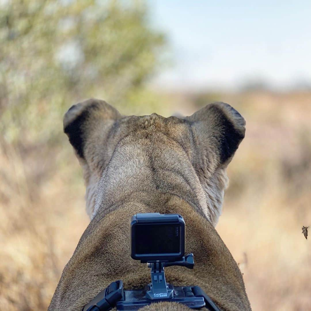 Kevin Richardson LionWhisperer のインスタグラム