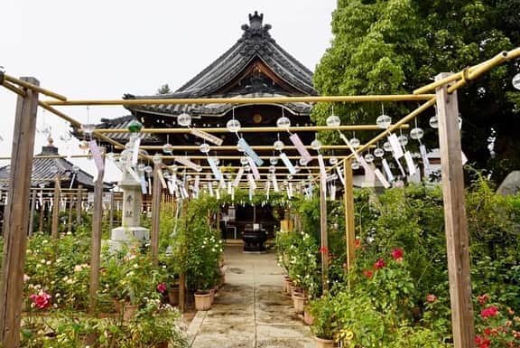 小嶋晶子さんのインスタグラム写真 - (小嶋晶子Instagram)「At Ofusa Kannon Temple which is famous for wind chimes. Wind chimes, one of the features of summer in Japan, are hung throughout the temple grounds allowing visitors to enjoy pleasantly cool sounds and a relaxing atmosphere. Such soothing, ambient sounds.  今年もおふさ観音の風鈴祭りへ。風鈴の音っていいなぁ〜🎐 #おふさ観音 #風鈴祭り #風鈴 #ofusakannon #ofusakannontemple #furin #windchimes #🎐 #nara #japan #🇯🇵」8月11日 23時23分 - kojimamajiko