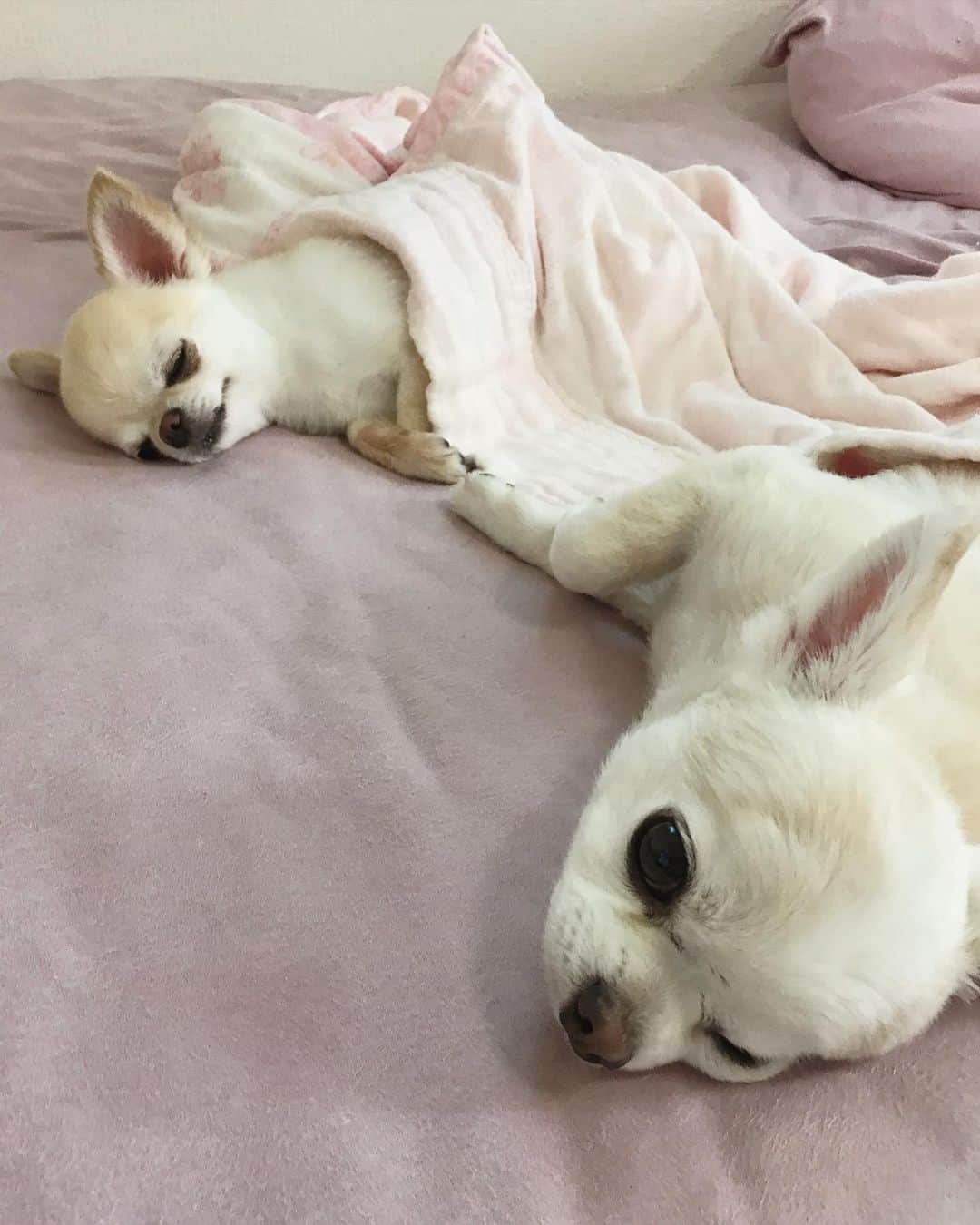 ∞maki∞??????さんのインスタグラム写真 - (∞maki∞??????Instagram)「2020.8.11 デコ♡オミ♡ ・ ・ ・ おやすみなさ〜い😪💤💤💤✨ ・ ・ ・ #動画#Movie #dog#Chihuahua#Chihuahualove#Chihuahualife#instaChihuahua#IGersJP#all_dog_japan#happy#cute#love#犬#愛犬#イヌスタグラム#ちわすたぐらむ#チワワ#ロングコートチワワ#多頭飼い#可愛い#癒し#幸せ#Goodnight#おやすみ#ﾃﾞｺｵﾐ」8月11日 23時31分 - maki_dfpso