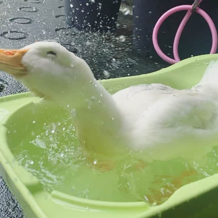 坂本美雨のインスタグラム