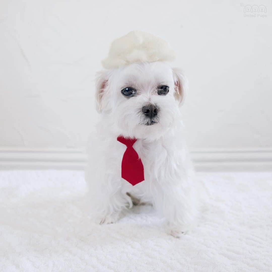 のインスタグラム：「Today is national presidential joke day where the president is supposed to tell a joke... sorry I can’t think of any right now😑  ・・  #speechless#president#trumphair#trumphairidontcare#trumpdog#realdonaldtrump#thedonald#badhairday#PresidentialJokeDay#makeamericagreatagain#presidenttrump#donaldtrump#trump#funnynotfunny#itsjoke#joke#ivoted#usapresident#lifeisfunny#keeplaughing#blondehair#maltese#maltesedog#malteseofficial#malteseworld#malteselove#malteseofinstagram#maltesegram#malteselover#malteselife」