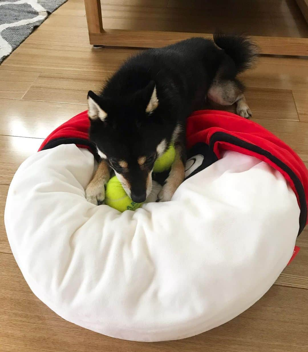 まめ丸さんのインスタグラム写真 - (まめ丸Instagram)「* * モンスターボールに テニスボール🎾ためがち🐶💓 #まめ丸あるある * #モンスターボールのベッドお気に入りなの #テニスボールだいすき🎾 #まめスマイル ☺︎ * #柴犬#豆柴#柴#黒柴#犬#しばいぬ#shiba#shibainu#shibastagram#shibadog#ig_japan#ig_dogphoto#puppy#instadog#dogstagram#dog#petstagram#pet#강아지#dailyfluff#weeklyfluff#いぬのきもち#いぬのきもち部」8月11日 23時50分 - mamemarukun