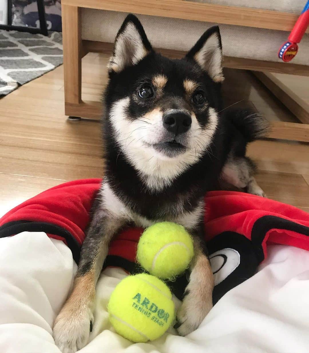 まめ丸のインスタグラム：「* * モンスターボールに テニスボール🎾ためがち🐶💓 #まめ丸あるある * #モンスターボールのベッドお気に入りなの #テニスボールだいすき🎾 #まめスマイル ☺︎ * #柴犬#豆柴#柴#黒柴#犬#しばいぬ#shiba#shibainu#shibastagram#shibadog#ig_japan#ig_dogphoto#puppy#instadog#dogstagram#dog#petstagram#pet#강아지#dailyfluff#weeklyfluff#いぬのきもち#いぬのきもち部」