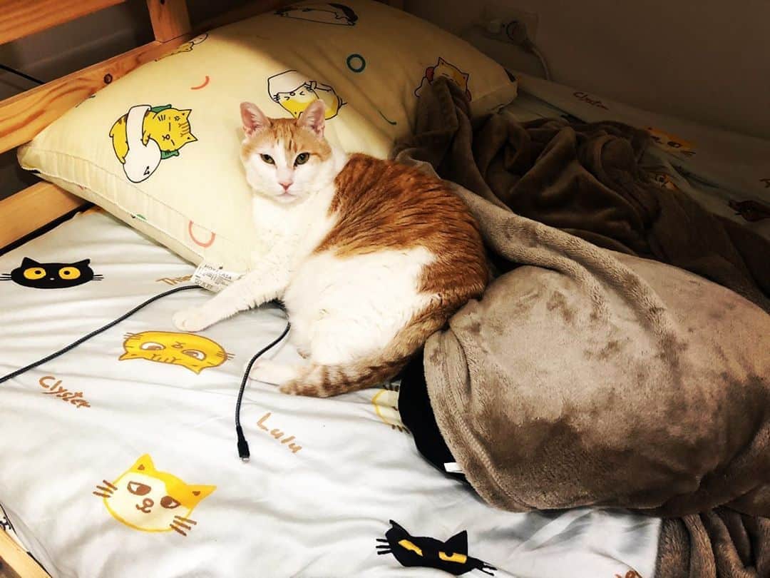 黃阿瑪的後宮生活さんのインスタグラム写真 - (黃阿瑪的後宮生活Instagram)「阿瑪：「朕躺好了，快過來睡覺！」#睡覺 #阿瑪 #fumeancats #貓」8月11日 23時55分 - fumeancat