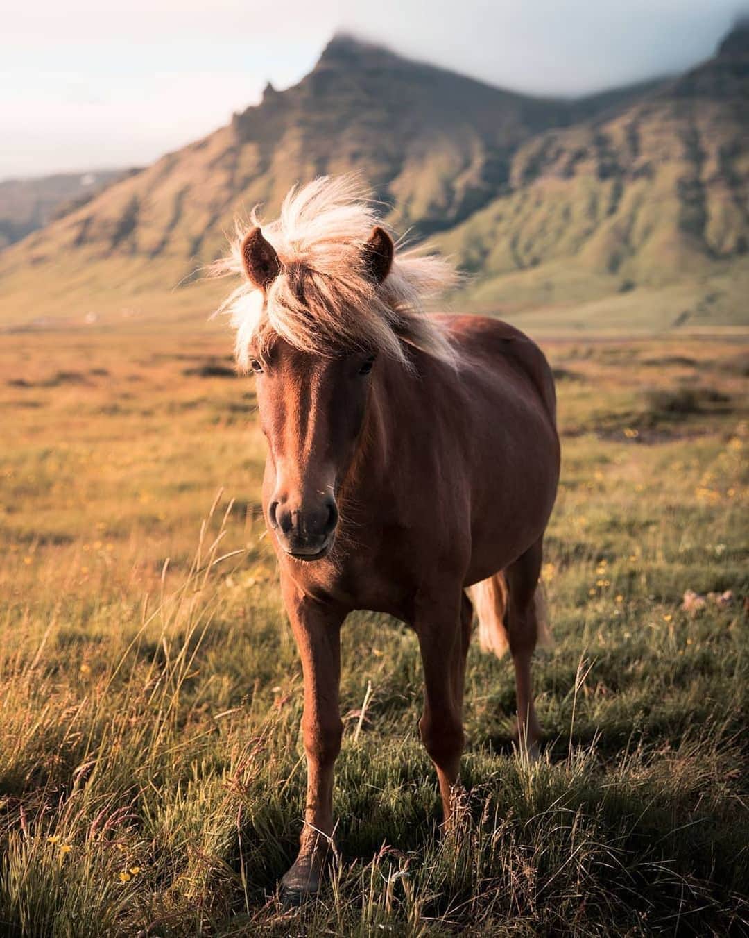 instagoodさんのインスタグラム写真 - (instagoodInstagram)「@phobosphotos with my last image this time from Iceland that I've visited just last month. As much as I like to capture landscapes, I do enjoy taking shots of local inhabitants aswell. Especially if they're posing like a pro while the sun is providing such lovely golden tones. Iceland was an epic adventure, recent one as I stated yet next month I'll be visiting Dolomites and if you've liked my images then I'll be pleased to see you at my page joining the party!」8月12日 0時06分 - instagood