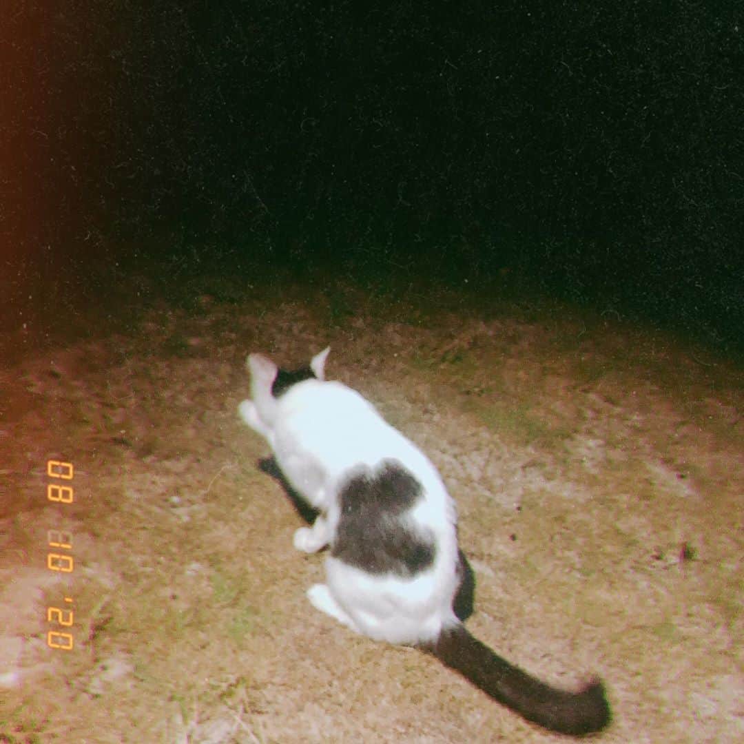 MAIKO さんのインスタグラム写真 - (MAIKO Instagram)「🖤🐈🖤 ・ ・ ・ ・ #野良猫 #にゃんころべえ」8月12日 0時15分 - maiko_oops