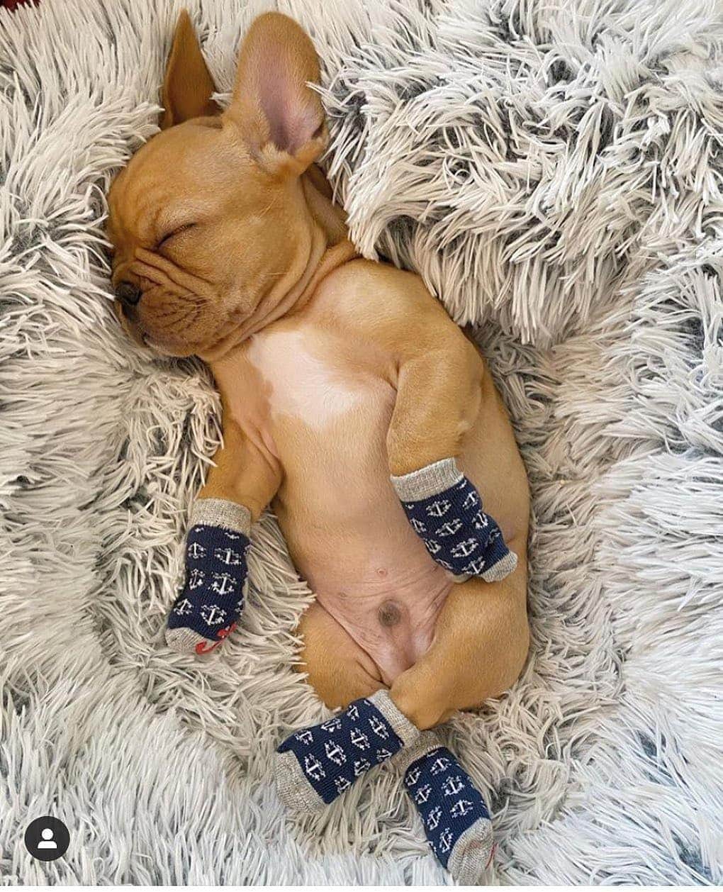 French Bulldogさんのインスタグラム写真 - (French BulldogInstagram)「Living the sock life! 🧦 🧦 🧦 @ollieinabigcity . . . . . #frenchiephotos #frenchielove #frenchielife #frenchiebulldog #batpig #instacute #dogsofinstagram #frogdog #squishyfacecrew #frenchiesociety #frenchiesofinstagram #buhi #frenchieproblems #cuteclub #frenchieworld #frenchbulldoglovers #frenchbulldoglife #frenchiepuppy #frenchiesoverload #ilovemyfrenchie #ilovemydog #bestwoof #ruffpost #dogsofinstagram #goteamfrenchie #frenchieloveandpawsitivity #puppawsitivity」8月12日 0時53分 - frenchie.world