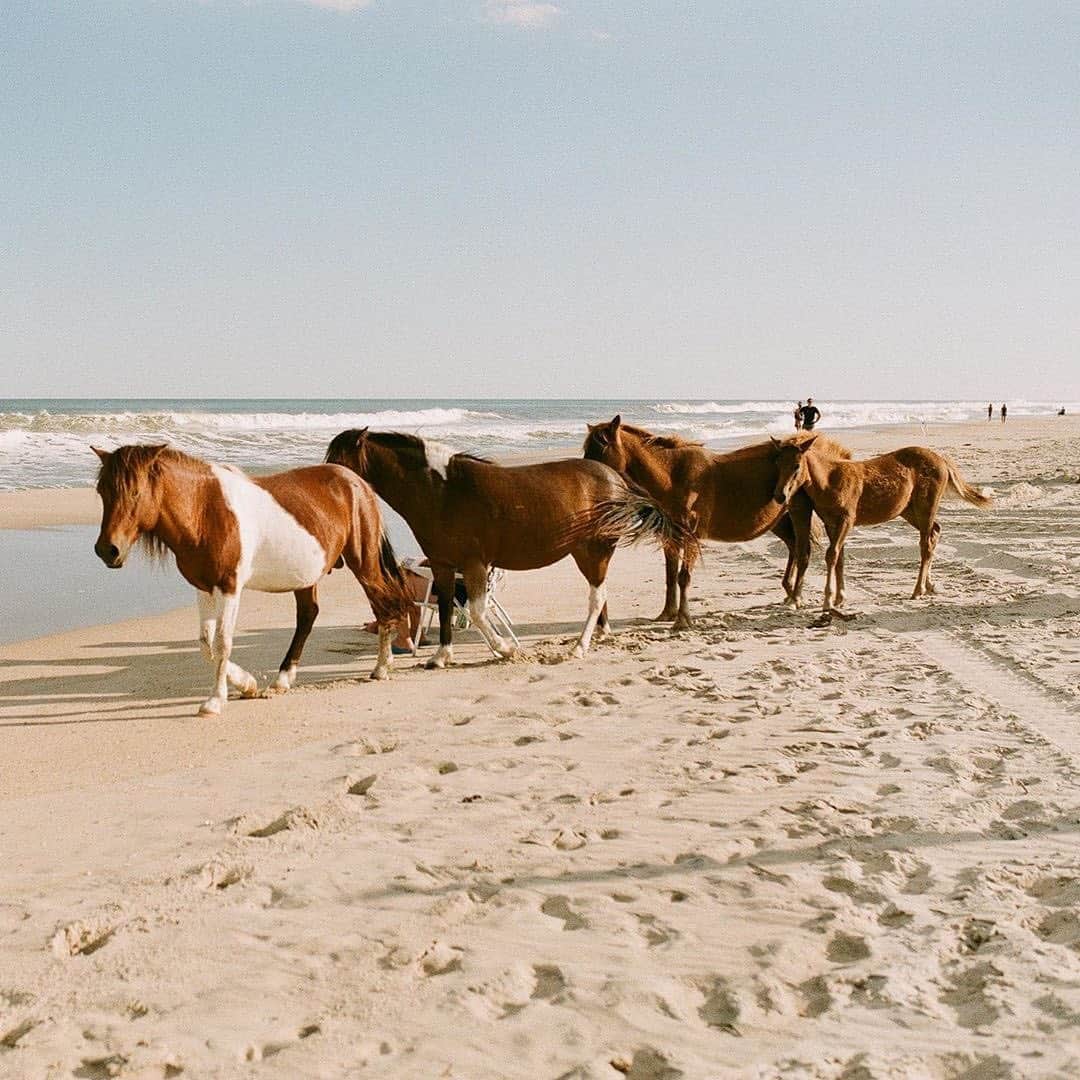Visit The USAさんのインスタグラム写真 - (Visit The USAInstagram)「"A must visit for all beach and horse lovers 🌊 🐴 " The Assateague Island National Seashore in Maryland is one of the rare places in the USA where visitors can see horses in their natural habitat. Make sure to look at 👀 , but do not touch ✋ or feed 🍎 , the horses! 📸 : @anna__somewhere #VisitTheUSA #TogetherInTravel」8月12日 1時00分 - visittheusa