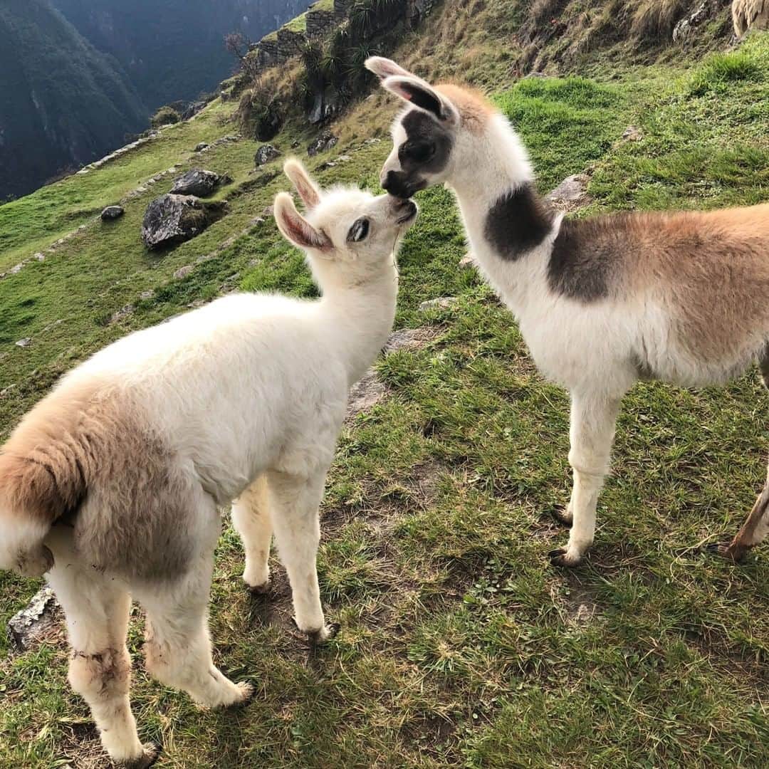 Tony Hsiehのインスタグラム：「Back in early 2019, the agriculture census found that llamas are disappearing. As you most people know, Tony is a big fan of llamas, and their drastic decrease is somewhat alarming. Check out the full article link in my bio.  #TonysRabbitHoleTour Posted by Michelle」