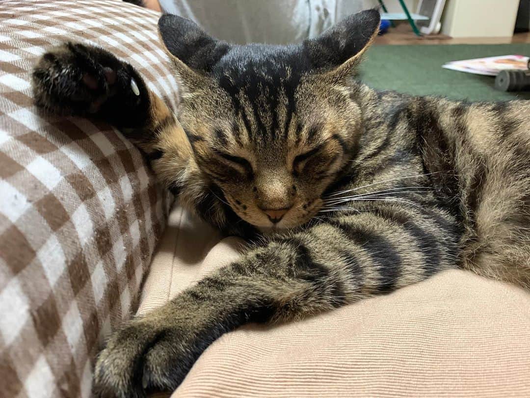 Musashiさんのインスタグラム写真 - (MusashiInstagram)「夜ムサシ。手枕三変化。Good night. #musashi #mck #cat #キジトラ #ムサシさん #ねこすたぐらむ #musashi_the_cat」8月12日 1時42分 - _daisy