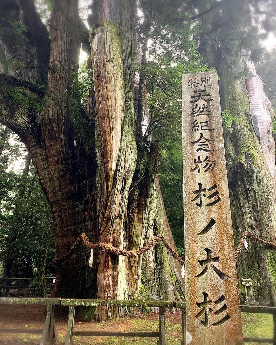 HIPPYのインスタグラム：「日本一の大杉 久し振りに逢いに来れた  「杉に誓いし夢大輪の花となり」  この画像をみたあなたに いいことありますように♩」
