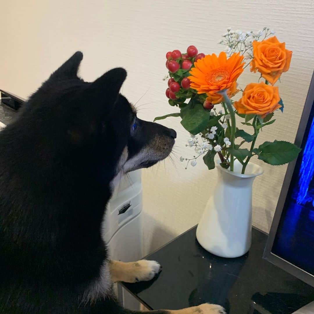 のインスタグラム：「新しいお花のチェック🌹  . . .  #豆柴#柴犬#日本犬#黒柴#黒豆柴#まめしば#しばいぬ#しば#しばすたぐらむ #こいぬ #柴  #ここ柴部#柴子犬 #shibalove #mameshiba #kuroshiba #shibainu #shiba #shibadog #shibastagram #shibastyle#なーこ」