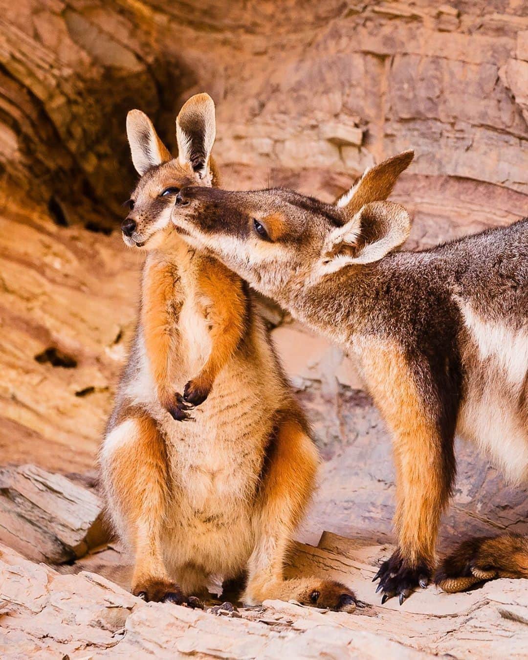 Australiaさんのインスタグラム写真 - (AustraliaInstagram)「Warning - this public display of affection is too cute to handle 😘 @fourwhoexplore’s patience was rewarded by this picture-perfect moment between mother and joey yellow-footed rock wallabies at #BrachinaGorge in @southaustralia’s @flindersrangesandoutback. Thanks to conservation efforts, the Ikara-Flinders Ranges National Park is home to a healthy population of these #wallabies, and Brachina Gorge is a hotspot. Tap the save tab if you’d like to take a trip to meet one of these cuties! #seeaustralia #seesouthaustralia #flindersranges」8月12日 5時00分 - australia