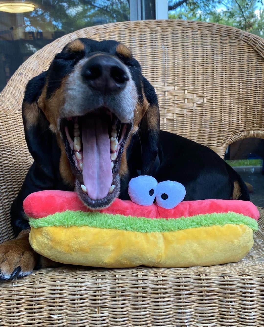 BarkBoxさんのインスタグラム写真 - (BarkBoxInstagram)「THE MIDWEST (🌽MidBEST🌽) NOW HAS @COSTCO DOG TOYS. YOU ARE WELCOME ❤️ Here’s to leading the world in cool stuff for dogs AND corn 😤🌽 Now when you go and buy a gallon of sweet Kirkland vodka, you can also snag these amazing toys! Check the link in our bio for more info!! … … … ALL HAIL THE CONCRETE 🌽#midwestmidbest #costcofinds #dogsofbark #costcodoesitagain」8月12日 5時05分 - barkbox