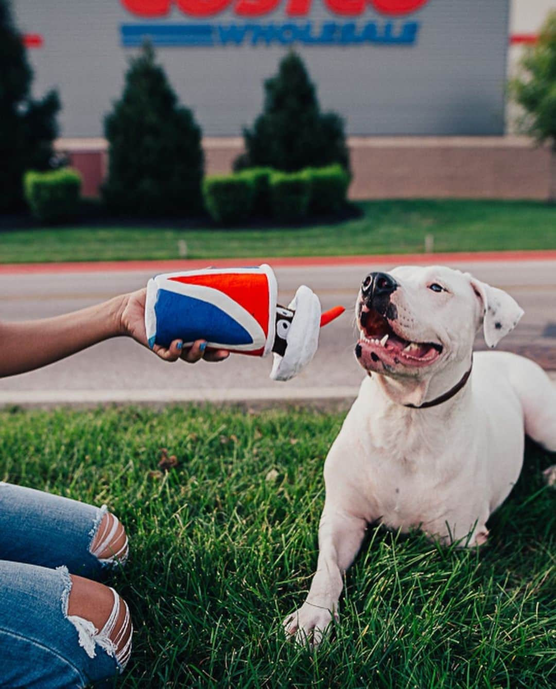 BarkBoxさんのインスタグラム写真 - (BarkBoxInstagram)「THE MIDWEST (🌽MidBEST🌽) NOW HAS @COSTCO DOG TOYS. YOU ARE WELCOME ❤️ Here’s to leading the world in cool stuff for dogs AND corn 😤🌽 Now when you go and buy a gallon of sweet Kirkland vodka, you can also snag these amazing toys! Check the link in our bio for more info!! … … … ALL HAIL THE CONCRETE 🌽#midwestmidbest #costcofinds #dogsofbark #costcodoesitagain」8月12日 5時05分 - barkbox