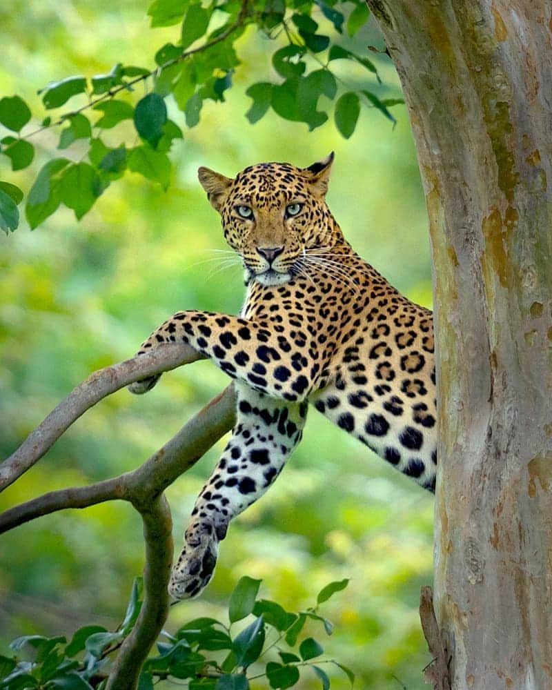 Canon Asiaのインスタグラム：「Photographing wildlife is known to be full of surprises. Some days you'll get to photograph a leopard staring at the camera, while on other days you'll snap one lazing on tree branches instead. . On rare occasions (with a bit of luck 🤞), you might even get both the stare And a lazy pose in one shot! . 📷 Image by arvind.karthik7 on My Canon Story using the EOS 5D Mark IV • EF500mm f/4L IS II USM • f/4 • ISO 640 • 1/320s • 500mm . Want your photos to be featured too? Tag them with #canonasia or submit them on My Canon Story, link in bio! . #canonasia #photography #explore #lepaord #spots #canon #wildlife #lens #inspiration #animals #nature」