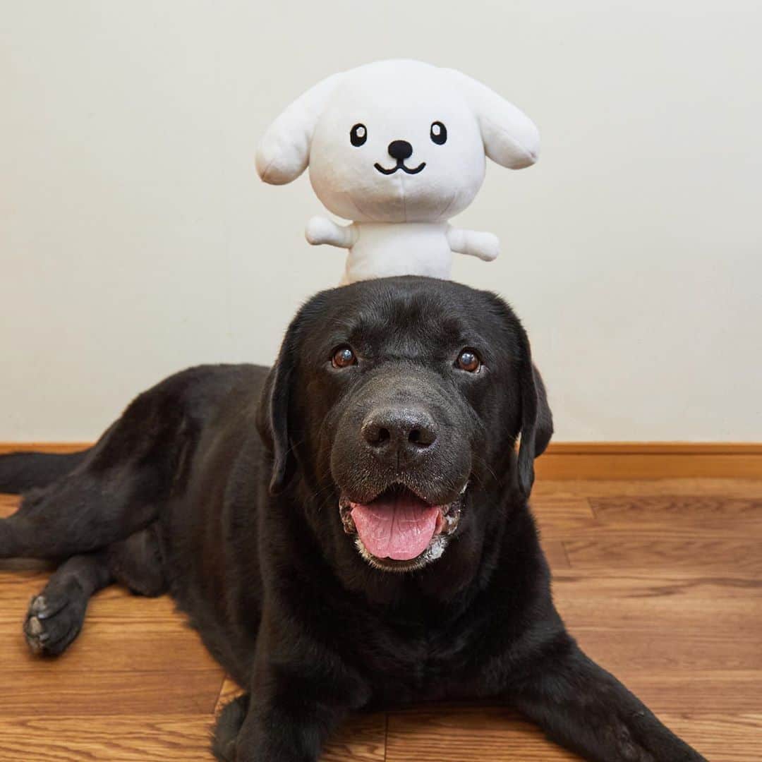 ダスキン ダス犬【公式】のインスタグラム