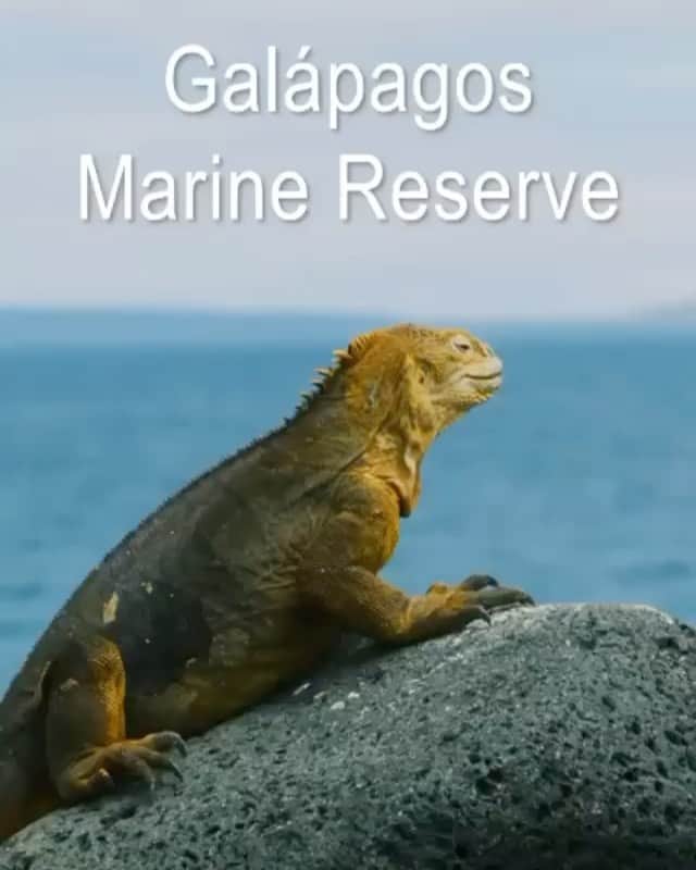 ブリアナ・エヴィガンのインスタグラム：「Go to @shawnheinrichs page and last post to see how you can help. Thank you Shawn for everything you do and for  for sharing this with me... 💙」