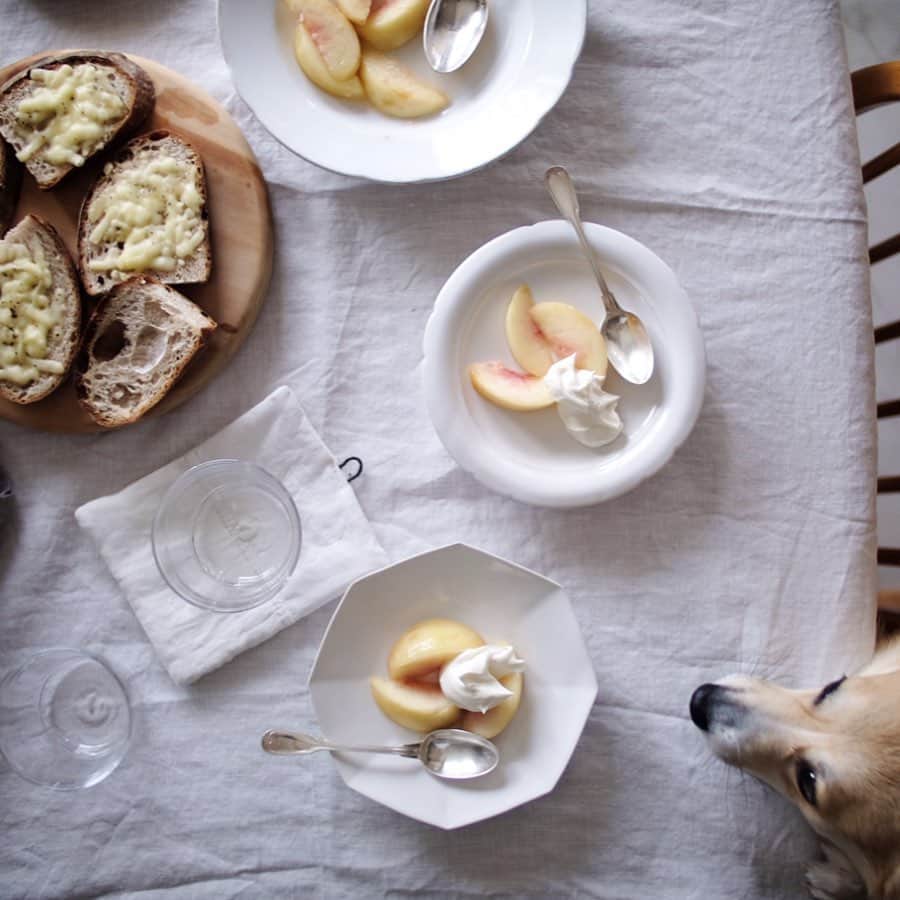 maggydaisyのインスタグラム：「_  桃はおいしいねぇー クロス、引っ張らないで！  #田中直純 #breakfast #桃 #corgi #コーギー #maggydaisymore20200812 #犬のいる暮らし #里親」