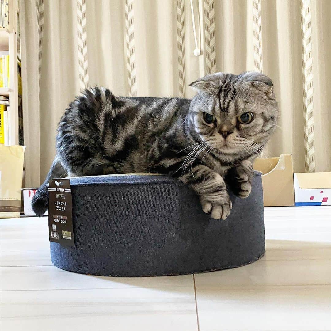 Shishi-maruのインスタグラム：「🐱I can't wait. 🐱気に入ってくれたようです。 ーーーーーーーーーーーーー 🌺「渋ネコ ししまるさん」ねこのきもちWEB MAGAZINE にて毎週金曜日エッセイの連載中 ーーーーーーーーーーー 📕「ぷっちねこ。」「3匹のちいさな猫を召喚できたなら」「ちいさな猫を召喚できたなら」徳間書店より単行本発売中 ーーーーーーーーーーー ⭐︎ねこ漫画→@tacos_cat 🌺Twitter →@taco_emonemon ーーーーーーーーーーー」