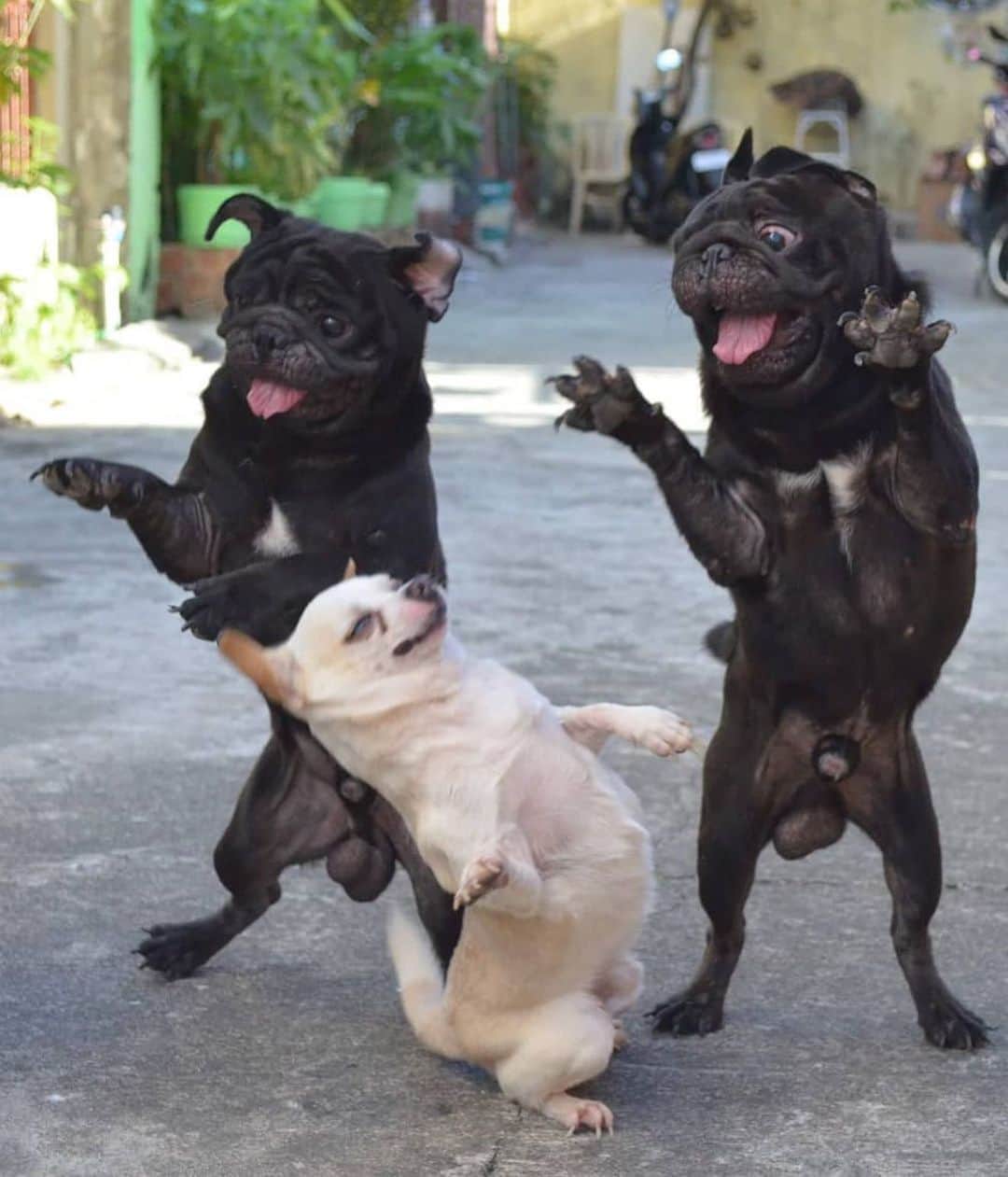 9GAGさんのインスタグラム写真 - (9GAGInstagram)「Dance for me, dance for me, dance for me, oh, oh, oh 📸 @jericsadullo - #dog #dance #9gag」8月12日 15時42分 - 9gag