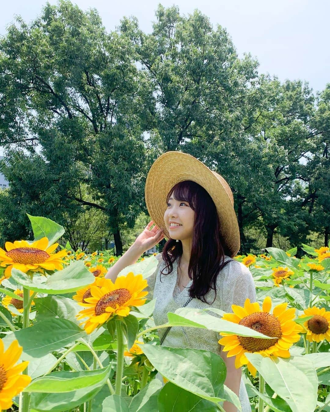 加藤夕夏さんのインスタグラム写真 - (加藤夕夏Instagram)「ひまわりが一番好きや〜🌻﻿ ﻿ 行く行く詐欺師、卒業🙈笑﻿ ﻿ #ひまわり畑 #iPhone #ポートレート #sunflower #ストローハット #麦わら帽子 #うかしふく #ootd #白ワンピース #大阪観光 #夏　#花 #あんたんカメラ　#ひまわり」8月12日 16時15分 - uuka_nmb