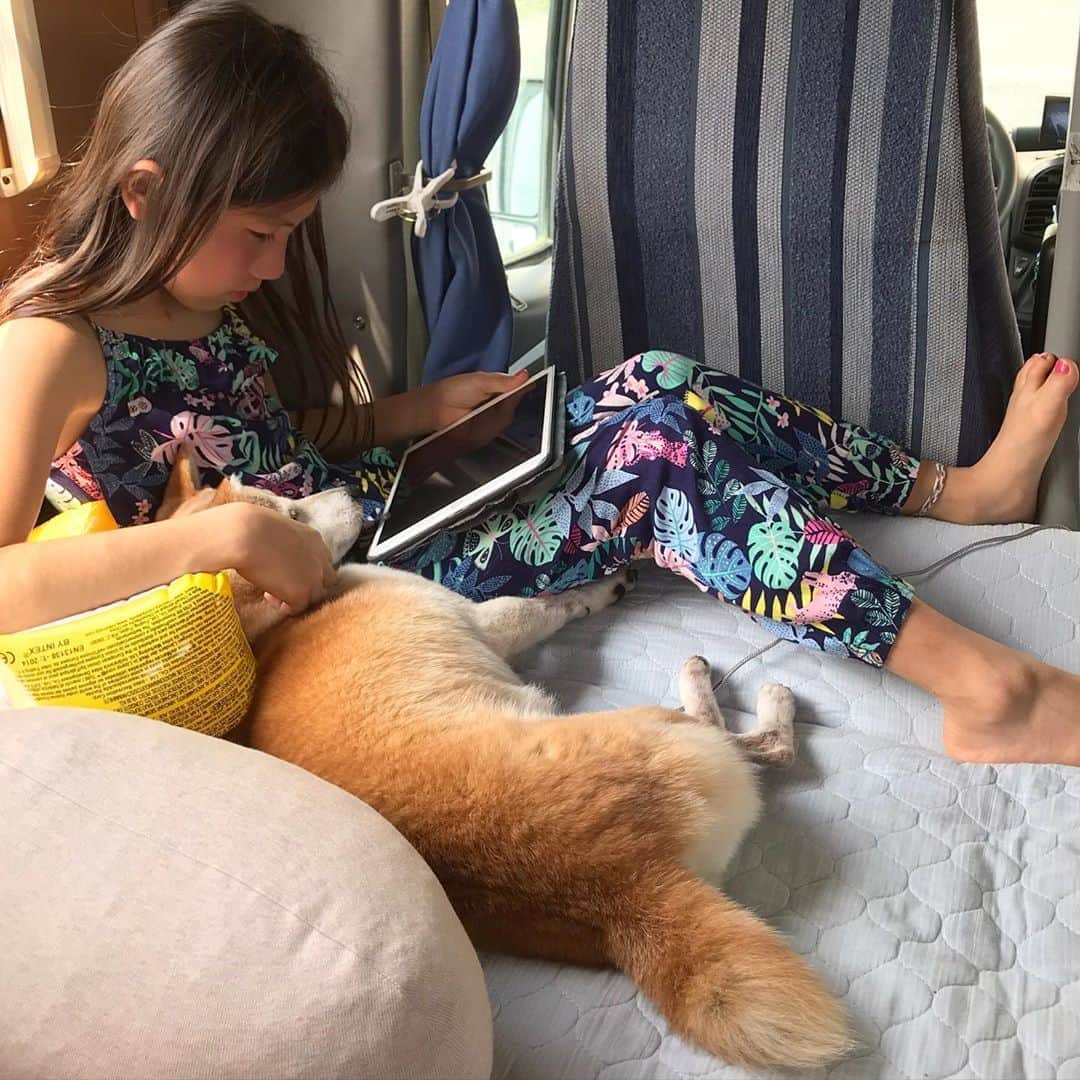 柴犬リリコのインスタグラム：「快適な車内🎐🚐💨💕🐶👧🏻💕  #dethleffs  #fiat #ducato #camperlife #キャンピングカー #キャンピングカーのある生活」