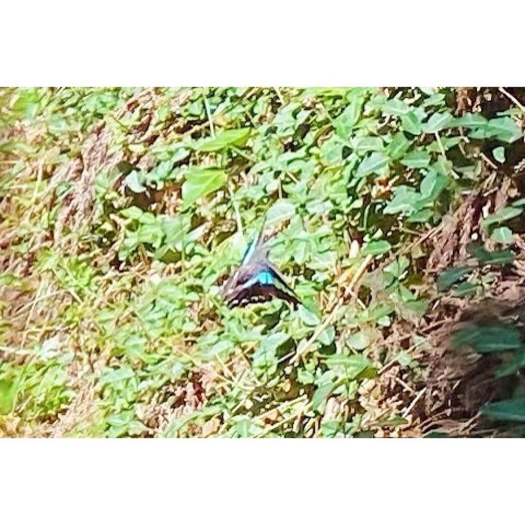 高木沙織さんのインスタグラム写真 - (高木沙織Instagram)「夕方みたいな色だけど、朝。 * 朝におこなう『ハトのポーズ』は今日も頑張ろうと、心と身体をオープンに活力を与えてくれる感じが好き。 * 今朝は庭に青い蝶々がいました。 ヨガをしていたらまわりをクルッと2周して、近くの木に止まってた。 * 青い蝶々はアメリカの先住民（ネイティブ•アメリカン）のあいだでは「神様の使い」。 オーストラリアでは「幸せの青い蝶」とされていて、とても珍しい存在のようです。 * うまく撮れなかった一瞬ですが…… 実物は目の覚めるような美しい青でした。 みなさんに良い事がありますように🦋 * #朝 #朝時間 #朝ヨガ #ヨガ #ヨガインストラクター #ヨガライフ #ウェルネス #ハトのポーズ #フィットネス #ワークアウト #トレーニング #ストレッチ #青い蝶 #🦋 #幸運 #yoga #yogainstructor #yogalife #wellness #health #workout #fitness #training #gm #butterfly」8月12日 7時57分 - saori_takagi