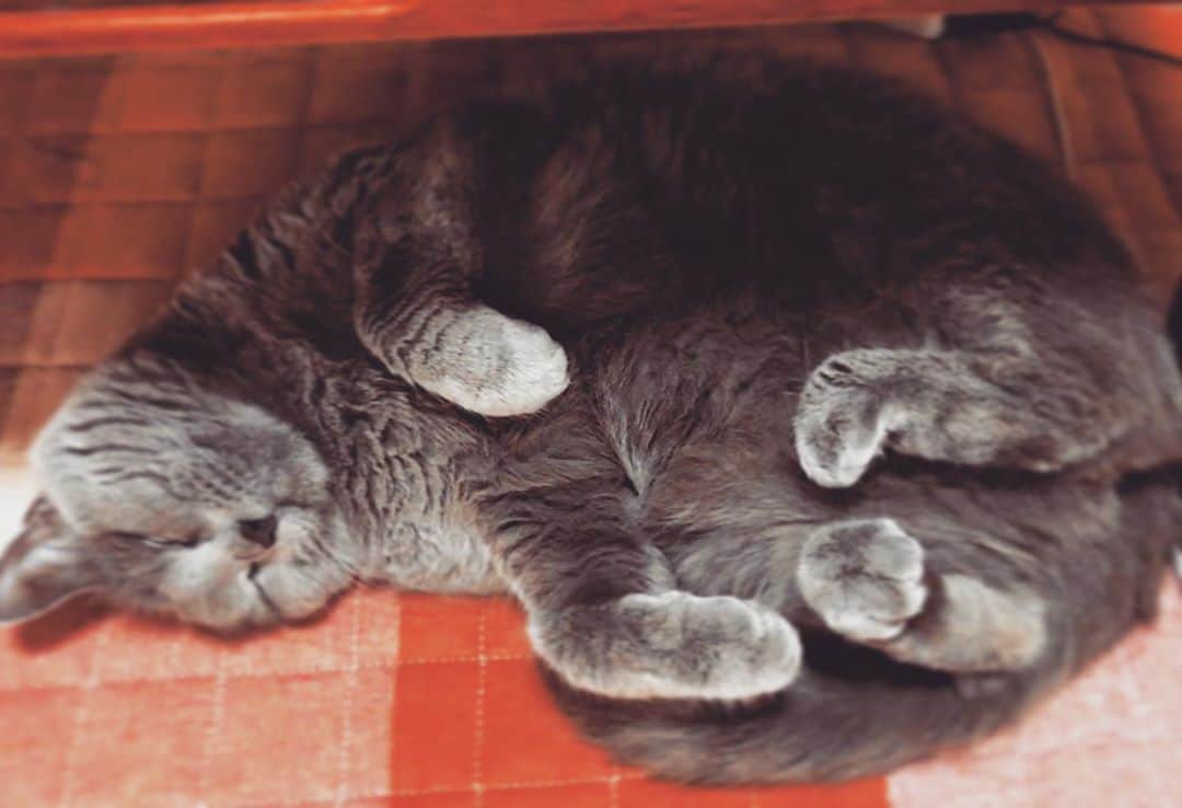 チキン南蛮カレーのルウ王子のグルメインスタ